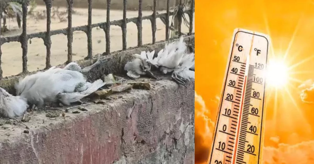 UP में लू का कहर : 4 की गई जान, भीषण गर्मी से 12 बगुलों की भी मौत, इधर शिक्षक संघ ने की स्कूलों की छुट्टियां बढ़ाने की मांग